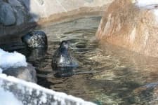 Sample 3 – Sea lion