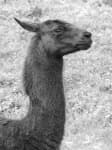 Sample 4 – Llama