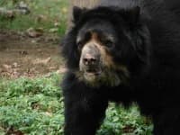 Sample 1 – Sloth bear