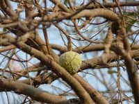 Sample 4 – Custard apple