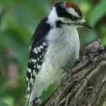 Sample 4 – Downy woodpecker