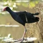 Sample 6 – Purple swamphen