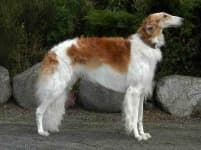 Sample 5 – Borzoi