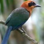 Sample 6 – Rufuos motmot