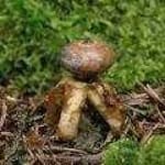 Sample 6 – Earthstar