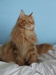 Sample 5 – Maine coon