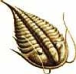 Sample 6 – Trilobite