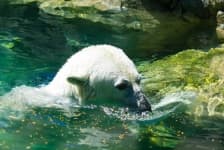 Sample 5 – Polar bear