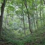 Sample 1 – Forest