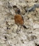 Sample 3 – Robin