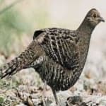 Sample 21 – Mikado pheasant