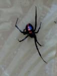 Sample 5 – Black widow