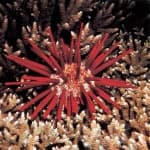 Sample 1 – Sea urchin