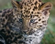 Sample 2 – Leopard