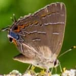 Sample 3 – Hairstreak