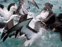 Sample 3 – Albatross