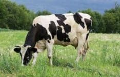 Sample 4 – Cow