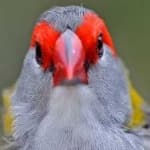 Sample 4 – Red browed finch