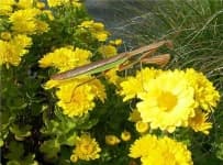 Sample 5 – Mantis