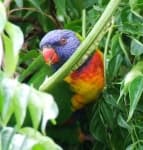 Sample 3 – Lorikeet