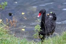 Sample 1 – Black swan