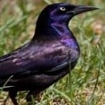 Sample 4 – Common grackle