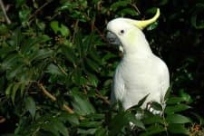 Sample 1 – Sulphur crested cockatoo