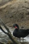 Sample 6 – Black swan