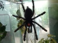 Sample 5 – Tarantula