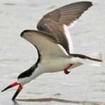 Sample 5 – Black skimmer