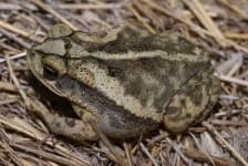 Sample 2 – Tailed frog