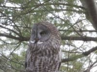 Sample 1 – Great grey owl