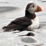 Sample 6 – Puffin