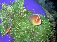 Sample 2 – Anemone fish