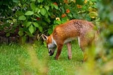 Sample 6 – Red fox