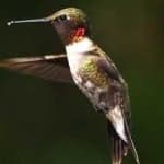 Sample 6 – Ruby throated hummingbird