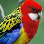 Sample 2 – Eastern rosella