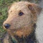 Sample 6 – Airedale