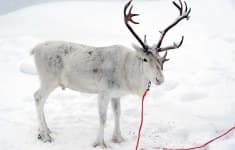 Sample 2 – Reindeer