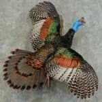Sample 2 – Ocellated turkey