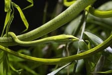 Sample 2 – Vine snake