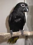 Sample 2 – Lory