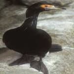 Sample 2 – Red faced cormorant