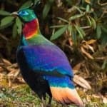 Himalayan monal image dataset preview