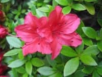Sample 6 – Azalea