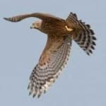 Sample 4 – Northern goshawk