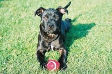 Sample 4 – Staffordshire bull terrier