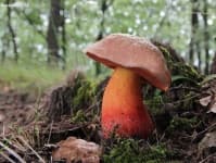 Sample 5 – Boletus