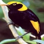 Sample 4 – Regent bowerbird