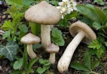 Sample 1 – Entoloma